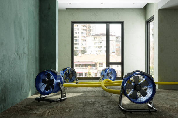 Best Basement water damage restoration  in Blue Grass, IA